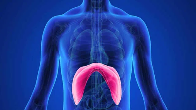 Diafragma - Fisioterapia Barón, Móstoles